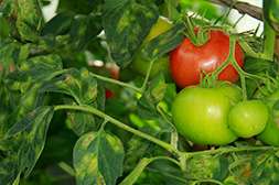 Агроплант удобрение защищает растения от болезней