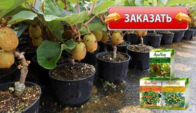 Agronova купить в аптеке.