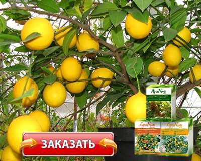 Заказать Agronova на официальном сайте.